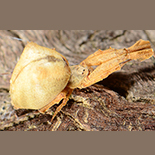 Uloborus plumipes female